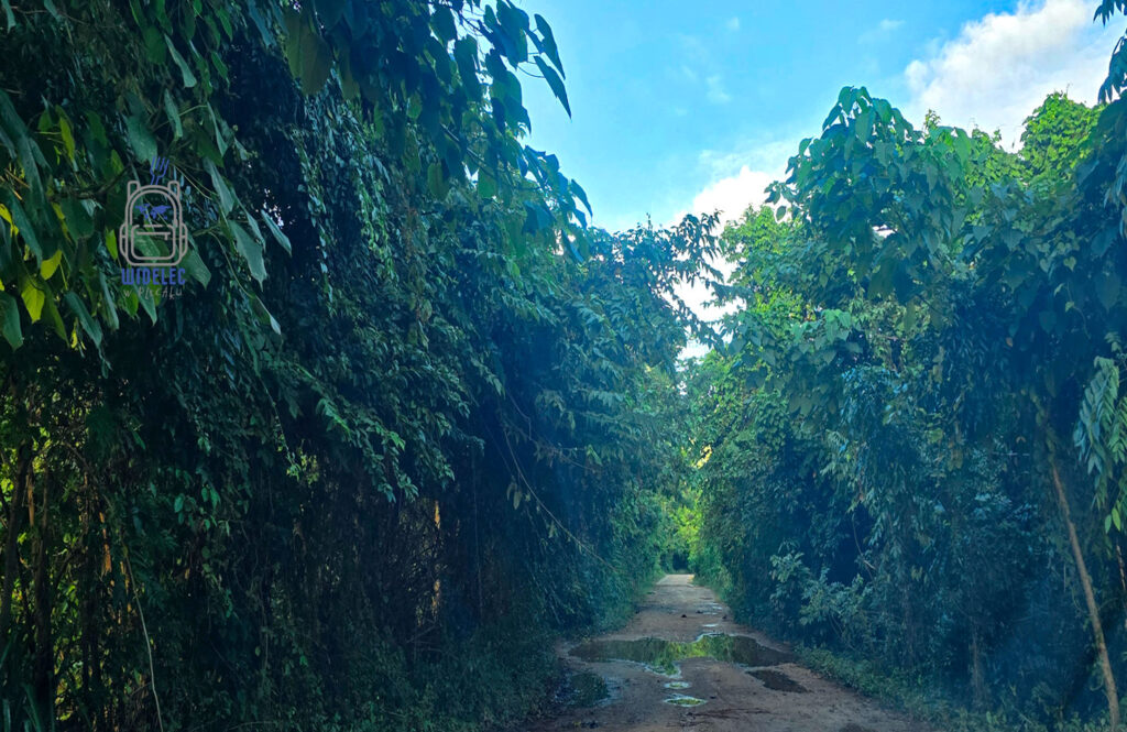 Wąska, błotnista droga prowadząca przez gęstą dżunglę, otoczona bujną, tropikalną roślinnością. Egzotyczna ścieżka idealna na przygodę poza utartym szlakiem