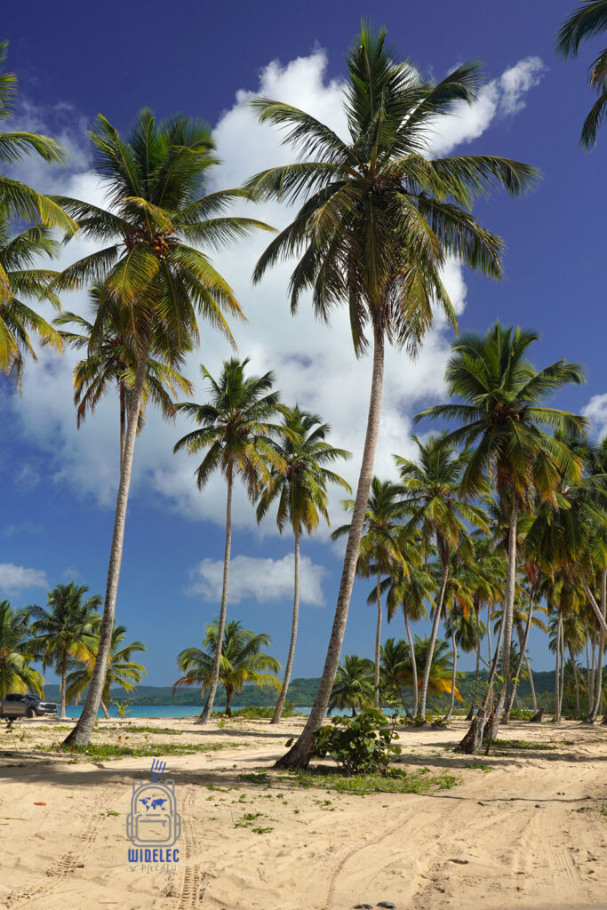 Rajski gaj palmowy na Dominikanie, z wysokimi, smukłymi palmami kokosowymi rzucającymi cienie na piaszczystą plażę, tworząc typowy karaibski widok, idealny na wypoczynek i relaks. Niebo jest intensywnie błękitne, a pomiędzy palmami prześwituje błękit wody, zapraszając do odwiedzin i odkrywania piękna tej egzotycznej wyspy
#widelecwpleacaku
#dominikana - z wschodu na zachód - z południa na północ