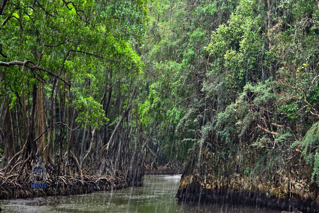 Deszczowa sceneria w parku narodowym Los Haitises na Dominikanie. Gęste, tropikalne namorzyny otaczają wąski kanał wodny, tworząc tajemniczą i dziką atmosferę. Krople deszczu spadające na spokojną taflę wody potęgują wrażenie pierwotnej przyrody, nietkniętej przez człowieka. To magiczne miejsce dla miłośników ekoturystyki i niezapomnianych przygód w sercu karaibskiej dżungli.
#widelecwpleacaku
#dominikana - z wschodu na zachód - z południa na północ