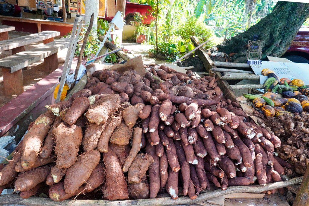 tos świeżych batatów i manioku, znanego lokalnie jako yuca, na straganie w Dominikanie. Ta fotografia ukazuje typową scenę z lokalnego rynku, gdzie obok siebie znajdują się góry korzeniowych warzyw, kluczowych składników dominikańskiej kuchni. Tło obrazu wypełniają zielone rośliny i elementy tradycyjnego, wiejskiego krajobrazu, co dodaje zdjęciu autentyczności
#widelecwpleacaku
#dominikana - z wschodu na zachód - z południa na północ