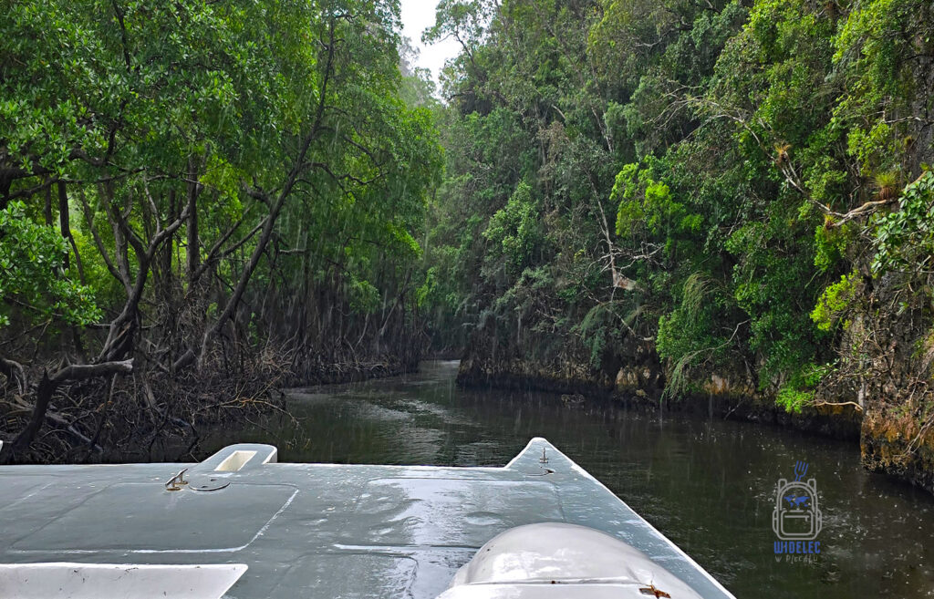 Przejazd łodzią przez zielone, gęste kanały mangrowe w parku narodowym Los Haitises na Dominikanie. Spokojne wody rzeki otoczone są bujną roślinnością, która tworzy naturalny tunel. To malownicze i tajemnicze miejsce jest idealne do obserwacji dzikiej przyrody i poznawania unikalnych ekosystemów mangrowych
#widelecwpleacaku
#dominikana - z wschodu na zachód - z południa na północ
