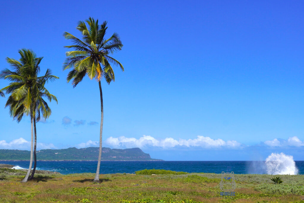 Zjawiskowy widok na wybrzeżu Dominikany z dwoma osamotnionymi palmami w centrum kadru, stojącymi na tle lazurowego oceanu. Błękitne niebo i odrobina roślinności na pierwszym planie podkreślają nieskazitelne piękno naturalnego krajobrazu Karaibów, idealnie oddając esencję tropikalnego raju
#widelecwpleacaku
#dominikana - z wschodu na zachód - z południa na północ