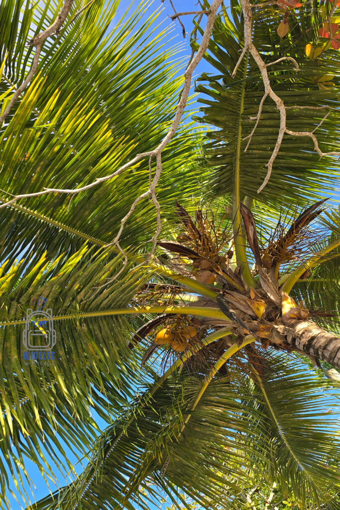 Widok z dołu na rozłożystą palmę kokosową na Dominikanie, z jaskrawozielonymi liśćmi kontrastującymi z błękitnym niebem. Palma rozpościera swoje liście, tworząc naturalny parasol, pod którym można się schronić przed słońcem i cieszyć karaibskim klimatem
#widelecwpleacaku
#dominikana - z wschodu na zachód - z południa na północ