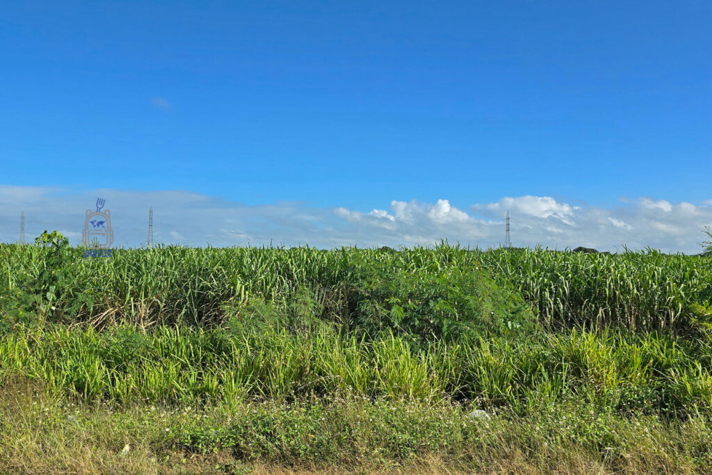 Rozległe pola trzciny cukrowej na Dominikanie, kluczowego składnika lokalnej gospodarki i kuchni. Zdjęcie ukazuje zielone, bujne uprawy rozciągające się pod błękitnym niebem, stanowiące ważny element krajobrazu rolniczego kraju
#widelecwpleacaku
#dominikana - z wschodu na zachód - z południa na północ