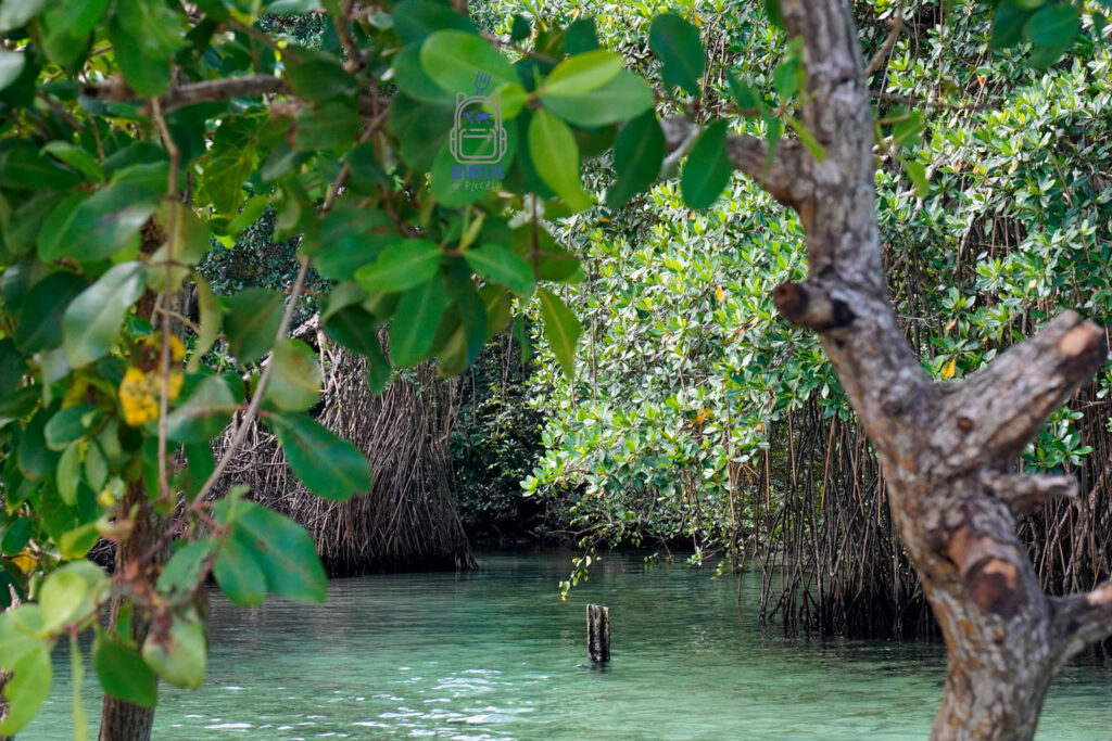 Krystalicznie czysta woda Río Caño Frío na Dominikanie otoczona gęstą roślinnością i namorzynami. Rzeka, znana ze swojej lodowatej temperatury, płynie przez tropikalny las, tworząc idealne miejsce do relaksu i orzeźwiających kąpieli. To ukryty zakątek półwyspu Samaná, który przyciąga miłośników przyrody i ekoturystyki
#widelecwpleacaku
#dominikana - z wschodu na zachód - z południa na północ
