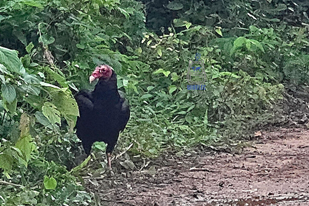 Sęp zwany lokalnie Laura, pospolicie spotykany mieszkaniec lasów Dominikany, stoi dumnie w zielonym, gęstym podszycie. Jego charakterystyczna, czerwona głowa kontrastuje z ciemnym upierzeniem, co czyni go łatwo rozpoznawalnym wśród lokalnej fauny. Zdjęcie przedstawia typową scenę z życia dzikich ptaków Dominikany, podkreślając ich ważną rolę w ekosystemie wyspy
#widelecwpleacaku
#dominikana - z wschodu na zachód - z południa na północ