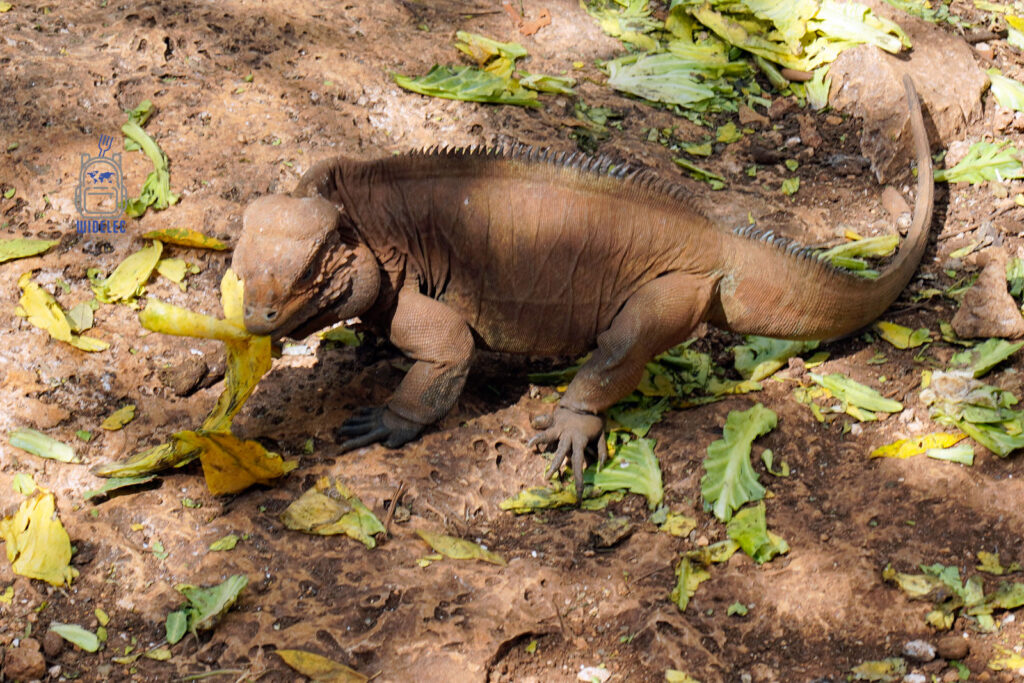 Imponująca iguana, typowy mieszkaniec Dominikany, zajada liście na terenie jednego z miejscowych parków. Jej brązowa skóra doskonale komponuje się z otaczającą ją ziemią i opadłymi liśćmi, co świadczy o jej doskonałym przystosowaniu do lokalnego środowiska. To zdjęcie podkreśla bogactwo fauny Dominikany, która jest kluczowym elementem dzikiej przyrody wyspy
#widelecwpleacaku
#dominikana - z wschodu na zachód - z południa na północ