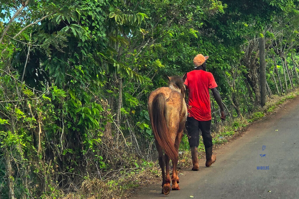 Mieszkaniec Dominikany prowadzi konia wzdłuż wiejskiej drogi otoczonej bujną, zieloną roślinnością. Ubrany w czerwoną koszulkę i pomarańczową czapkę, mężczyzna towarzyszy swojemu koniowi w spokojnym tempie, co odzwierciedla tradycyjny sposób życia na wsi dominikańskiej. Sceneria jest typowa dla krajobrazu Dominikany, gdzie natura i życie codzienne mieszkańców splatają się nierozerwalnie
#widelecwpleacaku
#dominikana - z wschodu na zachód - z południa na północ