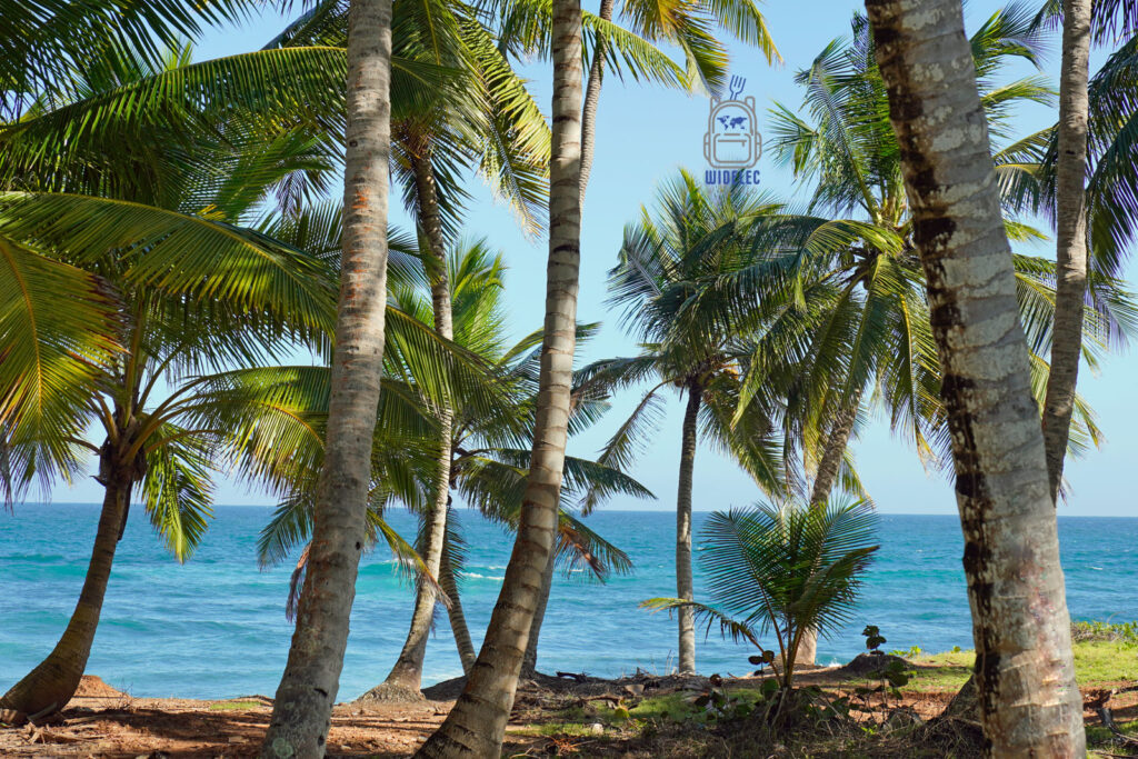 Widok na krystalicznie czyste wody Zatoki Samaná na Dominikanie, otoczone bujnymi palmami kokosowymi. Te malownicze palmy nie tylko uwydatniają tropikalny charakter wyspy, ale również tworzą idylliczne tło dla relaksujących chwil spędzonych na dominikańskich plażach
#widelecwpleacaku
#dominikana - z wschodu na zachód - z południa na północ