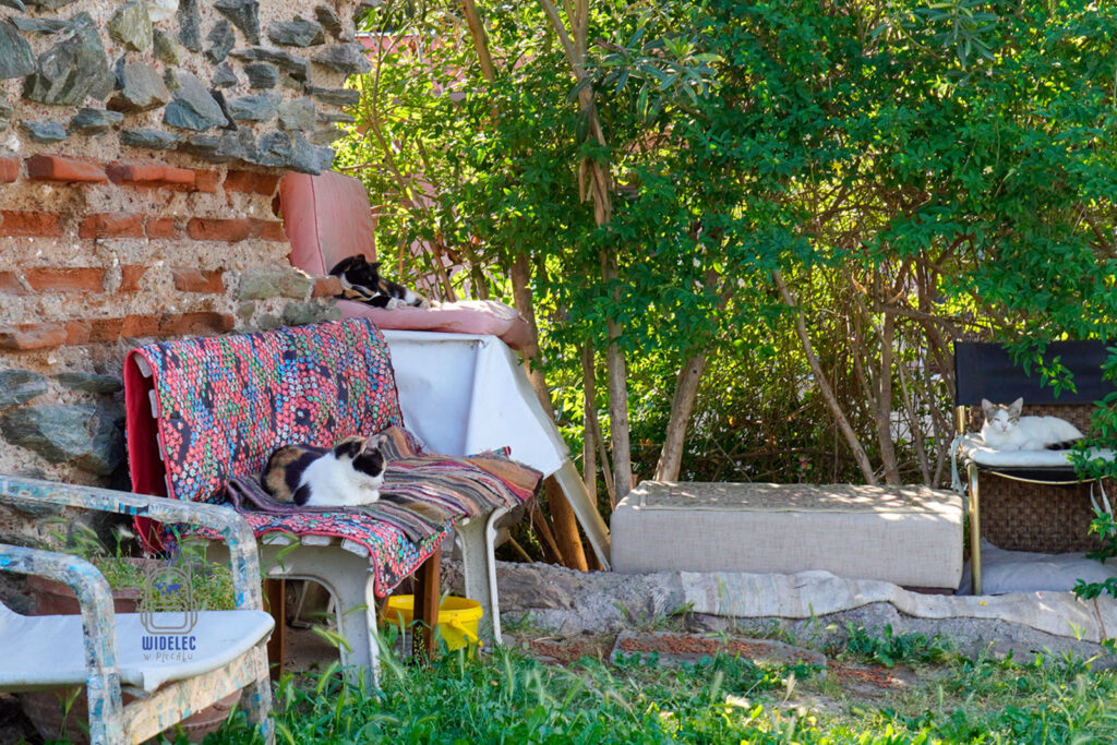 Trzy koty odpoczywające na starych krzesłach i fotelach w cieniu bizantyjskich murów w Salonikach – uroczy kadr z miejskiego podwórka.