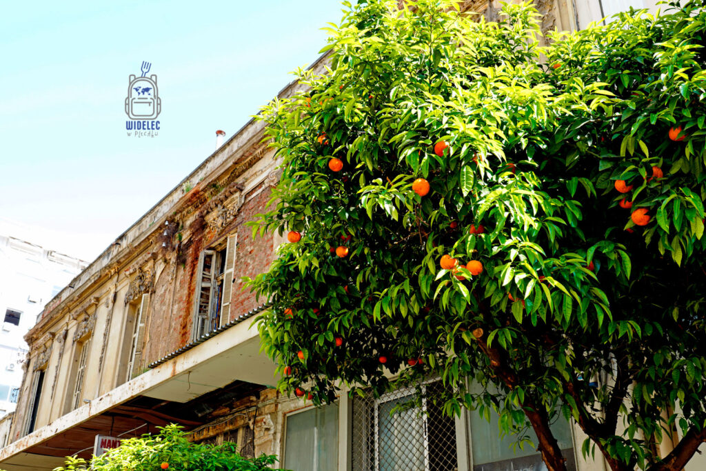 Drzewo pomarańczowe rosnące pod balkonem starej kamienicy w centrum Salonik – kontrast soczystej zieleni i pomarańczy z odrapaną fasadą budynku.