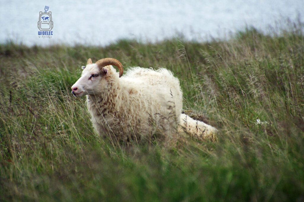 Islandzka owca na tle zielonych traw nad fiordem Hrútafjörður, widelecwplecaku.pl