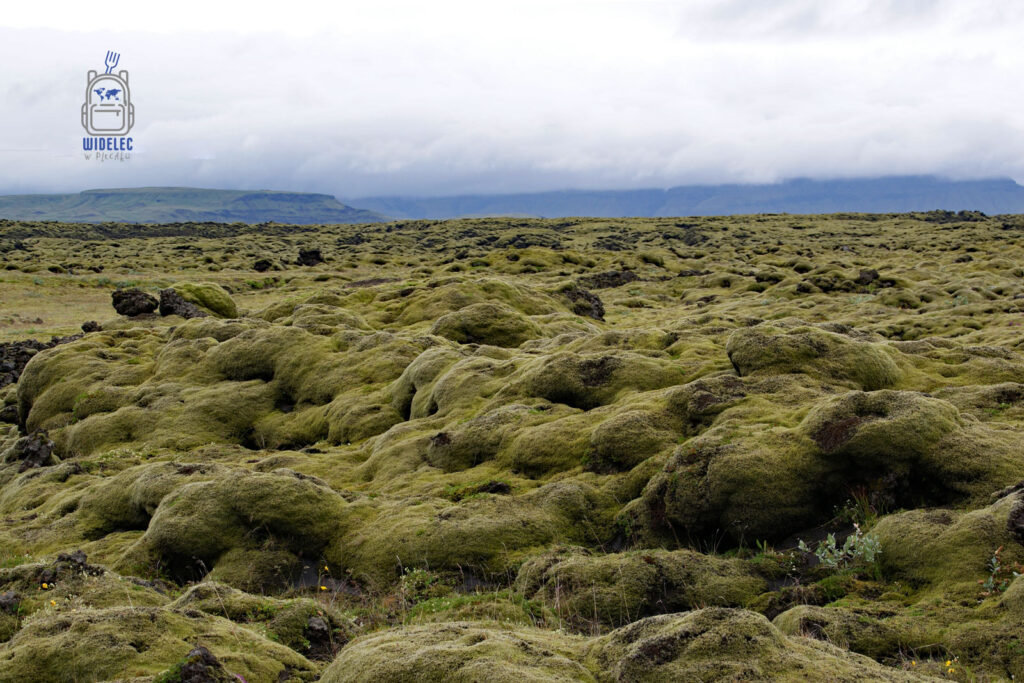 Islandia – rozległe pola lawowe porośnięte zielonym mchem, miękkie kształty skał kontrastują z pochmurnym niebem; surowy, niezwykły krajobraz – widelecwplecaku.pl