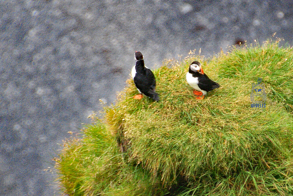 Islandia – maskonury stojące na zielonej trawie nad oceanem, charakterystyczne czarno-białe ptaki z pomarańczowymi dziobami; symbol wyspy – widelecwplecaku.pl