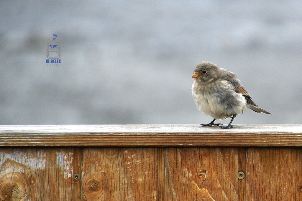 mały ptak siedzący na drewnianej poręczy, szare pióra i pomarańczowy dziób kontrastują z neutralnym tłem; bliskość natury – widelecwplecaku.pl