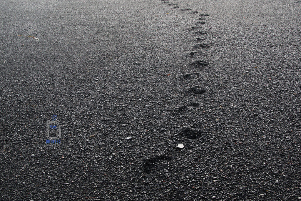 Islandia – ślady stóp na czarnej plaży w okolicach Vík í Mýrdal, kontrastujące z wulkanicznym piaskiem; symboliczny obraz podróży i spotkania z surową naturą – widelecwplecaku.pl