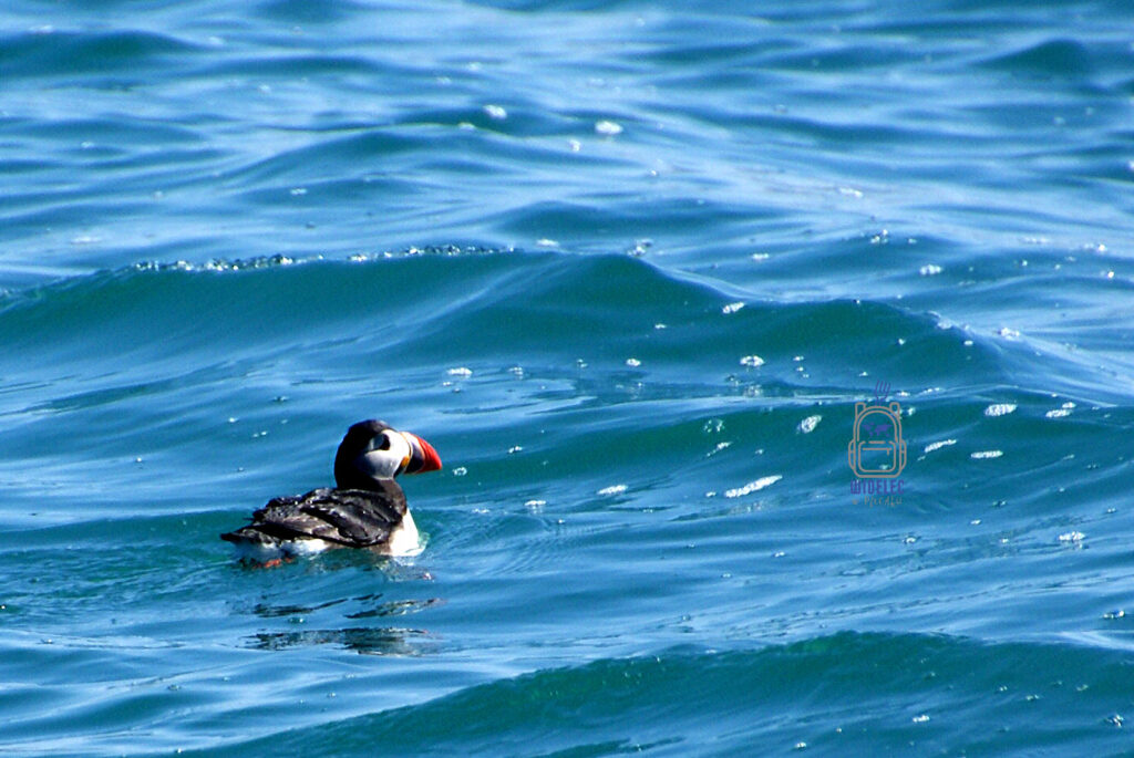 Maskonur na falach Atlantyku – rejs z Húsavíku, Islandia