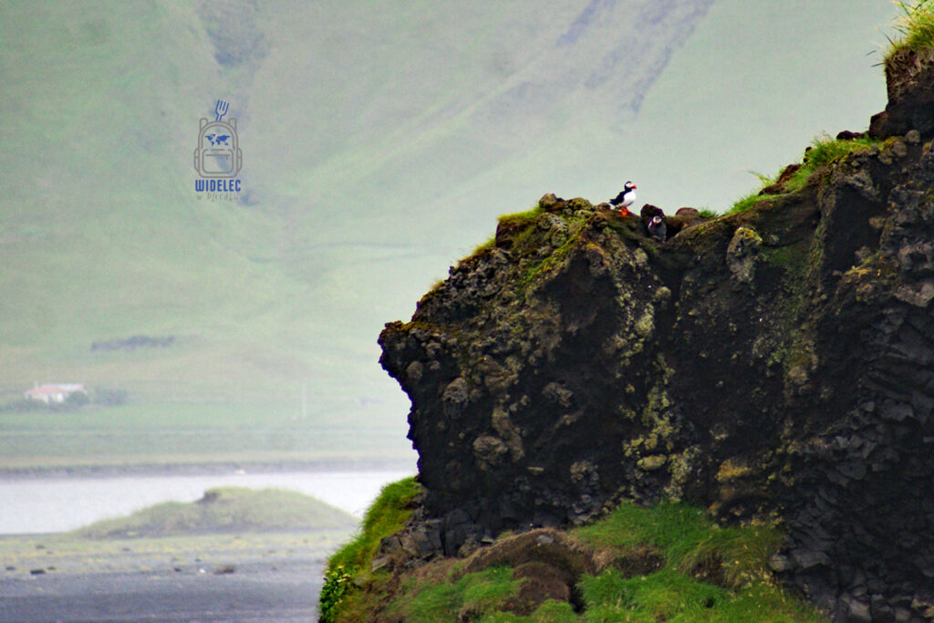 Islandia – maskonury siedzące na klifie w okolicach Vík í Mýrdal, z widokiem na czarne plaże i zielone wzgórza południowego wybrzeża – widelecwplecaku.pl
