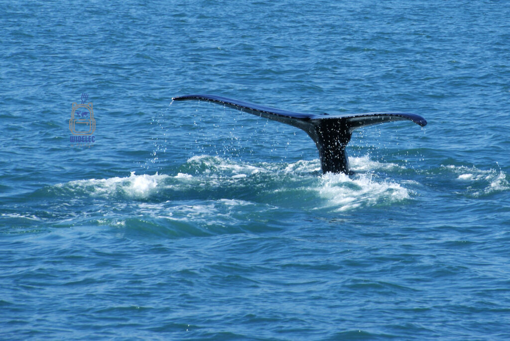 Płetwa ogonowa wieloryba unosząca się nad taflą morza podczas zanurzenia w zatoce Skjálfandi koło Húsavíku, widelecwplecaku.pl