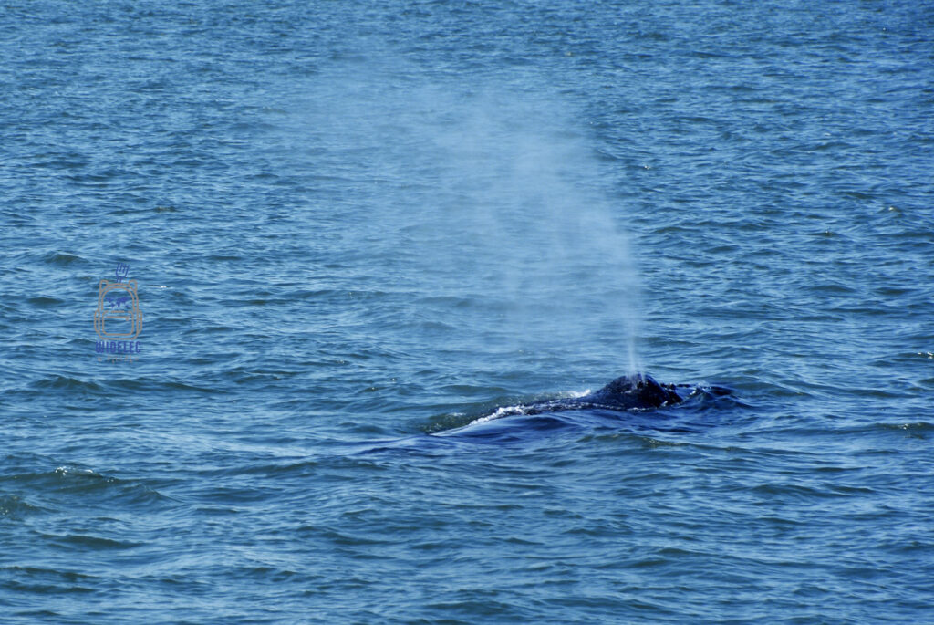 Wieloryb wynurzający się i wypuszczający fontannę wody podczas rejsu obserwacyjnego z Húsavíku, widelecwplecaku.pl