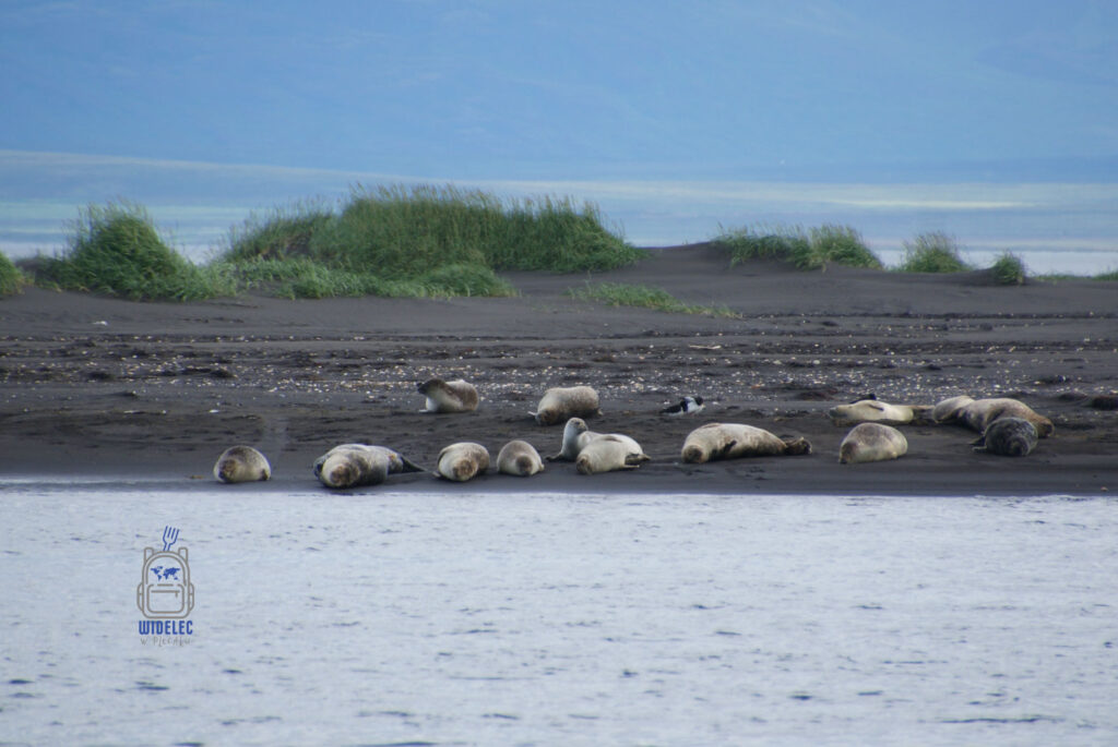 Foki odpoczywające na czarnej plaży w Hrútafjörður – północ Islandii