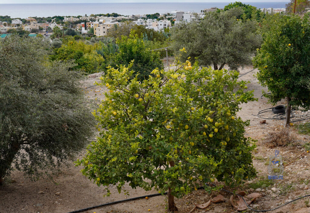 Gaj cytrusowy i oliwny na Cyprze z widokiem na Morze Śródziemne – codzienny krajobraz wyspy dobrej pogody i dobrego humoru, Cypr podróże i turystyka – Cypr – wyspa dobrej pogody i dobrego humoru | widelecwplecaku.pl