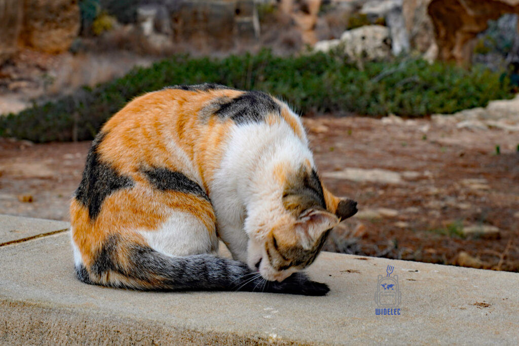 Cypryjski kot odpoczywający w Pafos – codzienny widok wśród zabytków i ruin zachodniego Cypru, życie miasta Pafos – widelecwplecaku.pl