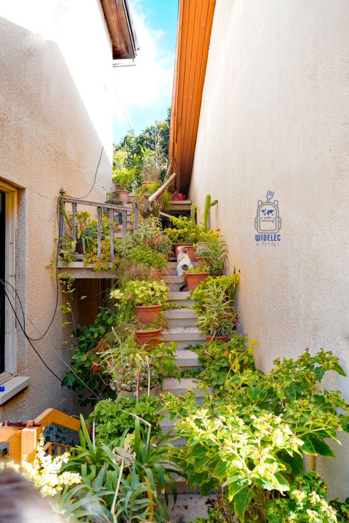 Cypryjskie podwórko pełne zieleni – codzienne życie i spokojny rytm wyspy dobrej pogody i dobrego humoru, Cypr podróże i turystyka poza utartymi szlakami – Cypr – wyspa dobrej pogody i dobrego humoru | widelecwplecaku.p