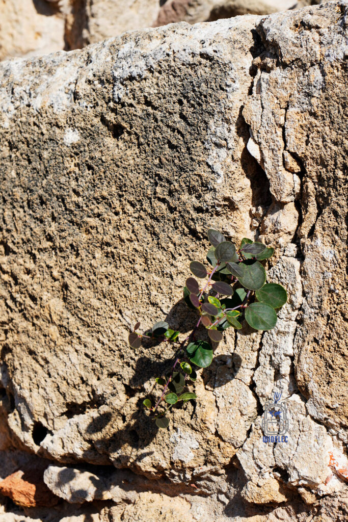 Roślina wyrastająca ze skały na Cyprze – siła natury i surowe piękno wyspy dobrej pogody i dobrego humoru, Cypr podróże i turystyka poza utartymi szlakami – Cypr – wyspa dobrej pogody i dobrego humoru | widelecwplecaku.pl