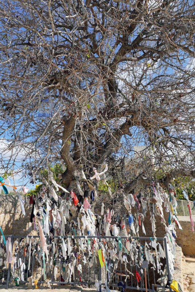Cypr – wyspa dobrej pogody i dobrego humoru – drzewo obwieszone wstążkami przy wejściu do katakumb w Pafos, miejsce modlitw i lokalnych wierzeń jako świadectwo duchowej historii miasta – widelecwplecaku.pl