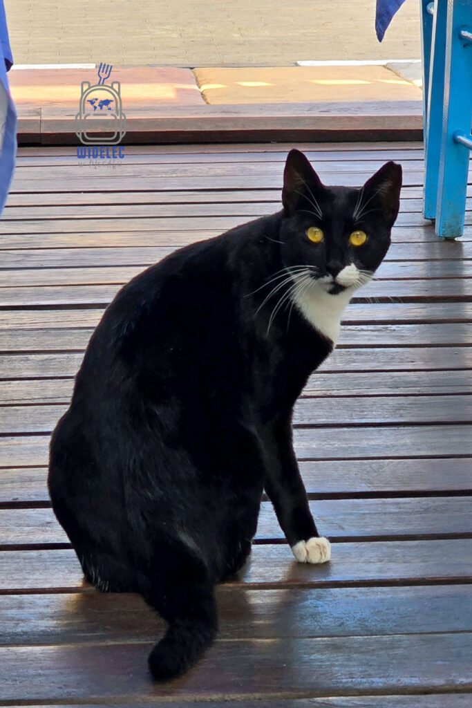 Cypryjski kot w Pafos – zaciekawiony mieszkaniec miasta, symbol codziennego życia na zachodnim Cyprze, Pafos – widelecwplecaku.pl
