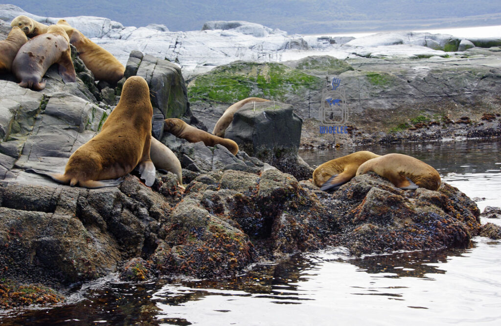 Grupa uchatek patagońskich wygrzewających się na skałach Cieśniny Beagle na Ziemi Ognistej. Patagonia i niezwykłe spotkania z naturą – widelecwplecaku.pl