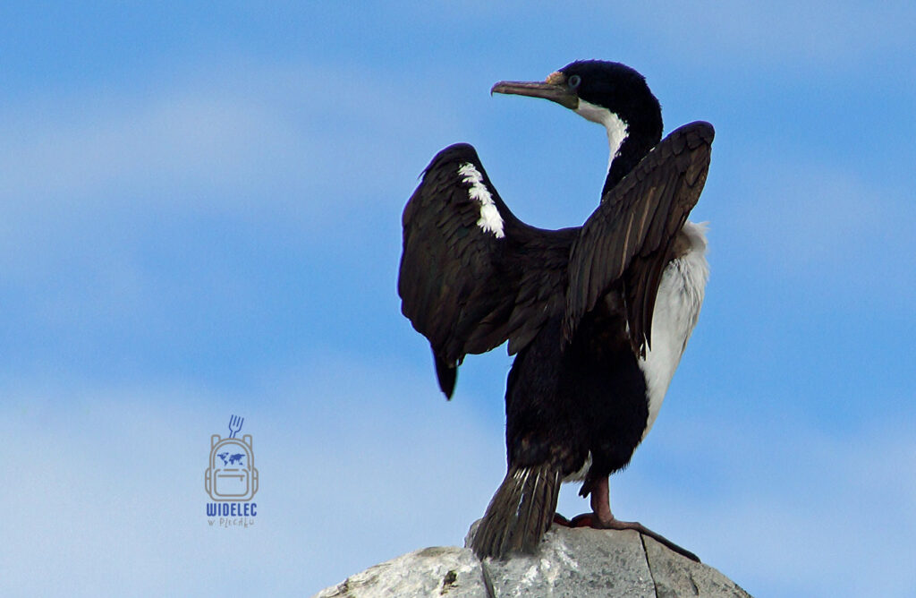 Kormoran cesarski rozpościerający skrzydła na skale podczas rejsu po Cieśninie Beagle. Patagonia, Ushuaia i spotkanie z dziką fauną końca świata – widelecwplecaku.pl