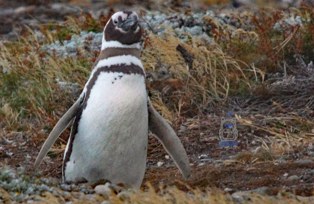 Pingwin magellański spacerujący po wybrzeżu Ziemi Ognistej w okolicach Cieśniny Beagle. Patagonia, Ushuaia i spotkanie z dziką przyrodą podczas podróży – widelecwplecaku.pl
