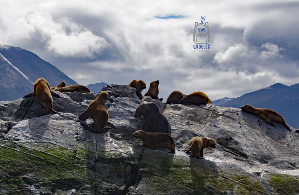 Kolonia uchatek patagońskich odpoczywających na skalistej wyspie w Cieśninie Beagle niedaleko Ushuaia. Dzika przyroda Ziemi Ognistej i Patagonia – widelecwplecaku.pl