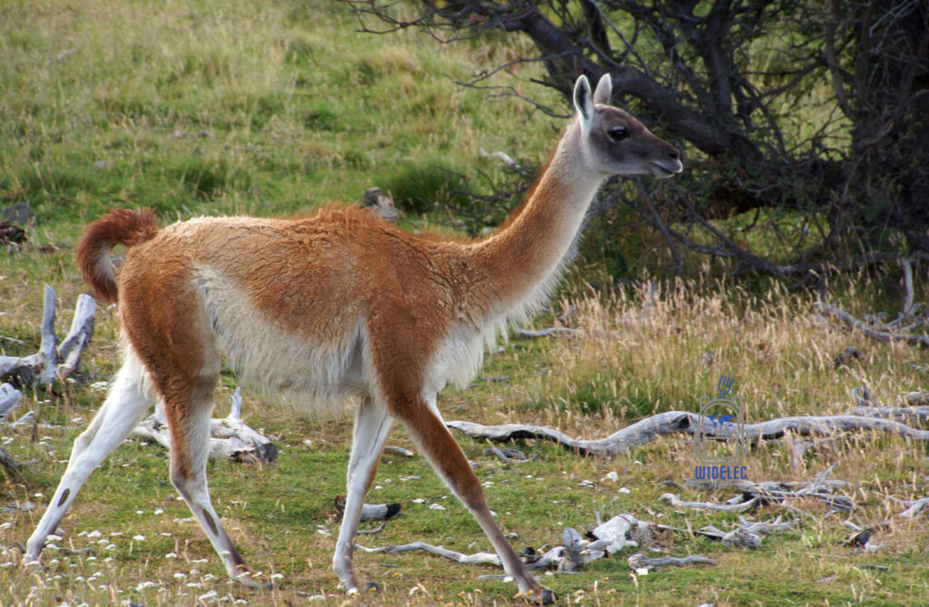 Guanako spacerujące po patagońskich stepach w Argentynie, dzikie zwierzęta Patagonii, guanaco w naturalnym środowisku, Argentyna, widelecwplecaku