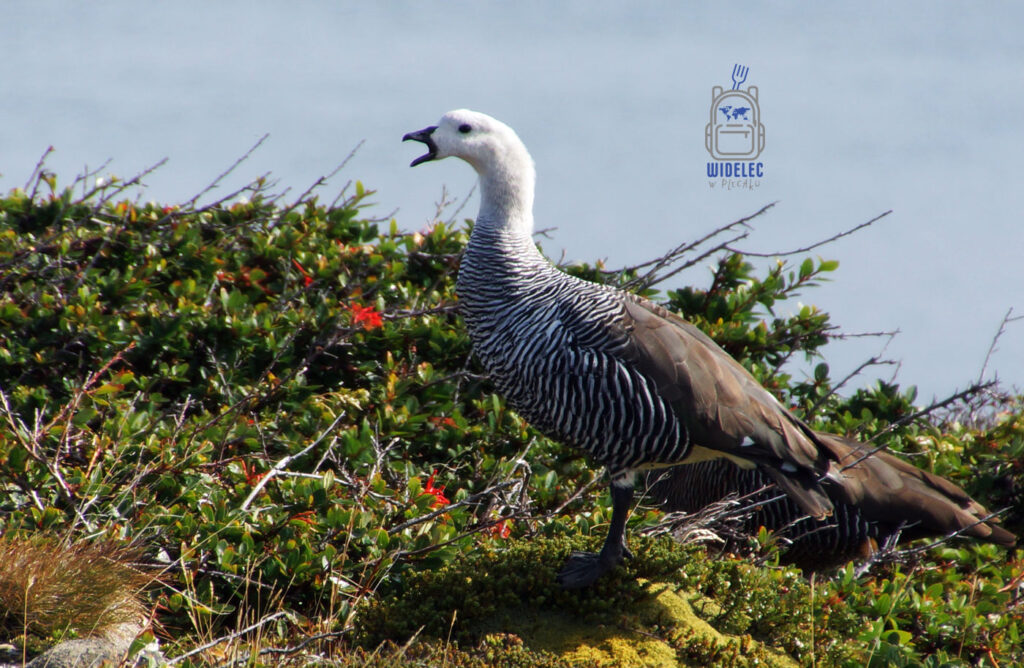 Samiec gęsi magellańskiej (Upland Goose) w naturalnym środowisku na Ziemi Ognistej. Charakterystyczny ptak Patagonii spotykany podczas podróży po Argentynie – widelecwplecaku.pl