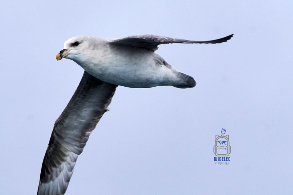 fulmar szybujący nad Swalbardem.