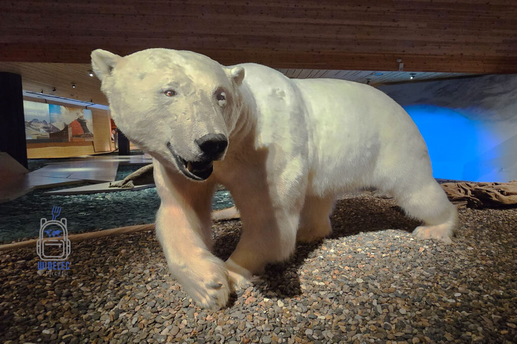 Wypchany niedźwiedź polarny prezentowany w muzeum w Longyearbyen na Svalbardzie.
